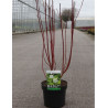 CORNUS alba AUREA En pot de 3-4 litres