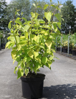 CORNUS alba AUREA En pot de 10-12 litres