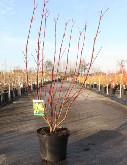 CORNUS alba AUREA En pot de 10-12 litres