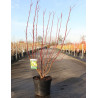 CORNUS alba AUREA En pot de 10-12 litres