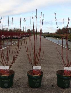 CORNUS alba BATON ROUGE En pot de 3-4 litres