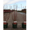 CORNUS alba BATON ROUGE En pot de 3-4 litres
