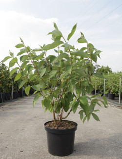 CORNUS alba BATON ROUGE En pot de 10-12 litres