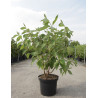 CORNUS alba BATON ROUGE En pot de 10-12 litres