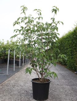 CORNUS kousa WEISSE FONTAINE En pot de 25-30 litres