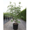 CORNUS kousa WEISSE FONTAINE En pot de 25-30 litres
