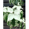 CORNUS kousa WEISSE FONTAINE