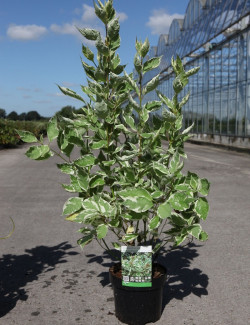 CORNUS alba ELEGANTISSIMA En pot de 3-4 litres