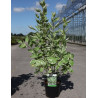 CORNUS alba ELEGANTISSIMA En pot de 3-4 litres