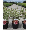 CORNUS alba MIRACLE En pot de 3-4 litres