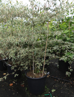 CORNUS alternifolia ARGENTEA En pot de 35-50 litres