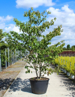 CORNUS controversa En pot de 110-130 litres