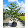 CORNUS controversa En pot de 110-130 litres