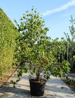 CORNUS kousa En pot de 70-90 litres