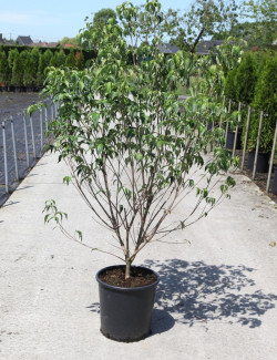 CORNUS kousa En pot de 25-30 litres