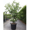 CORNUS kousa En pot de 35-50 litres