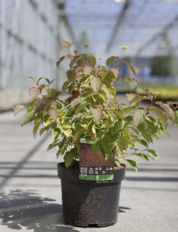 CORNUS sanguinea MIDWINTER FIRE En pot de 3-4 litres