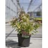 CORNUS sanguinea MIDWINTER FIRE En pot de 3-4 litres