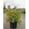 CORNUS sanguinea MIDWINTER FIRE En pot de 10-12 litres