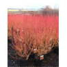 CORNUS sanguinea MIDWINTER FIRE En pot de 10-12 litres