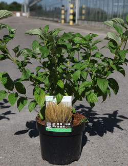 CORNUS sericea FLAVIRAMEA En pot de 3-4 litres