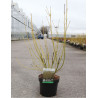 CORNUS sericea FLAVIRAMEA En pot de 3-4 litres