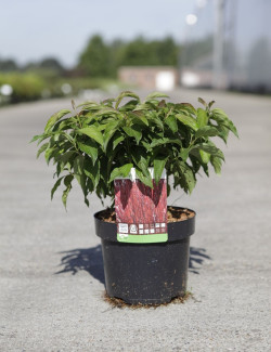 CORNUS sericea KELSEYI En pot de 3-4 litres