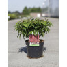 CORNUS sericea KELSEYI En pot de 3-4 litres
