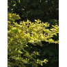 CORNUS mas AUREA