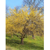 CORNUS mas AUREA