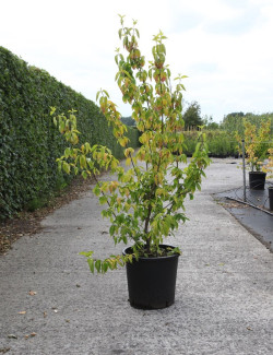 CORNUS mas AUREA En pot de 25-30 litres