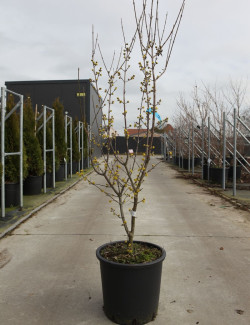 CORNUS mas AUREA En pot de 25-30 litres