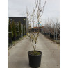 CORNUS mas AUREA En pot de 25-30 litres