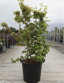 CORNUS mas AUREA En pot de 35-50 litres