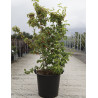 CORNUS mas AUREA En pot de 35-50 litres