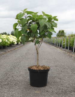 CLERODENDRUM trichotomum En pot de 10-12 litres
