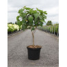 CLERODENDRUM trichotomum En pot de 10-12 litres