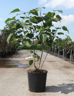 CLERODENDRUM trichotomum En pot de 15-20 litres