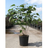 CLERODENDRUM trichotomum En pot de 15-20 litres