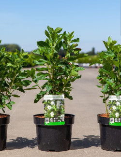 CLETHRA alnifolia En pot de 3-4 litres