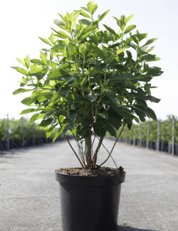 CLETHRA alnifolia En pot de 10-12 litres