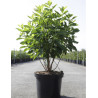 CLETHRA alnifolia En pot de 10-12 litres
