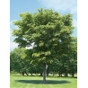 ZELKOVA serrata GREEN VASE