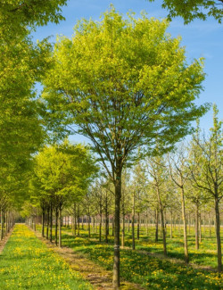 ZELKOVA serrata GREEN VASE