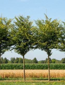 ZELKOVA serrata GREEN VASE