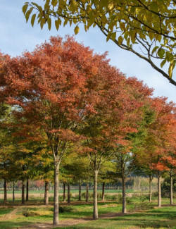 ZELKOVA serrata GREEN VASE