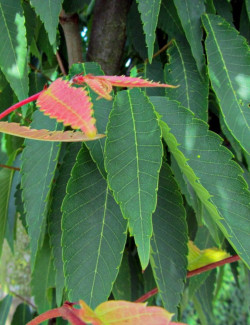 ZELKOVA serrata GREEN VASE