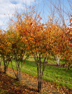 ZELKOVA serrata GREEN VASE