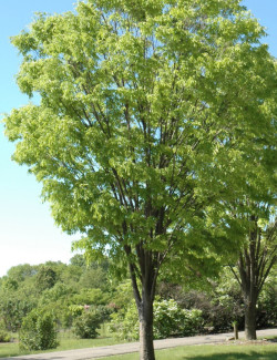 ZELKOVA serrata GREEN VASE