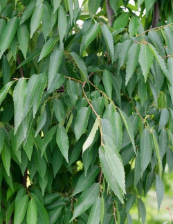 ZELKOVA serrata GREEN VASE